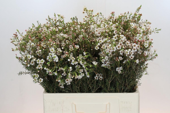 <h4>Chamelaucium uncinatum 'Dor'</h4>