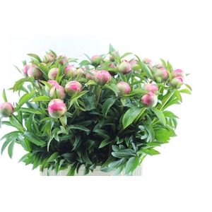 Paeonia L Coral Charm