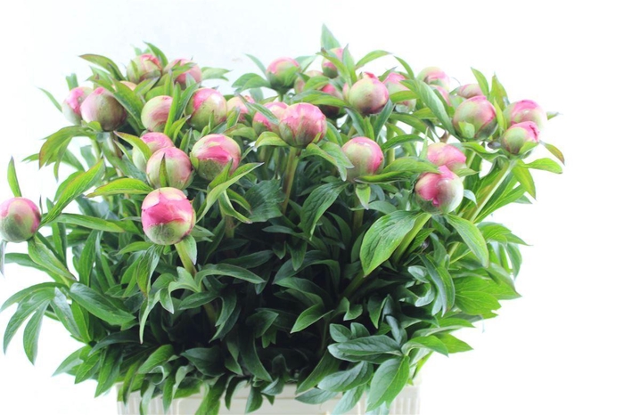 <h4>Paeonia L Coral Charm</h4>