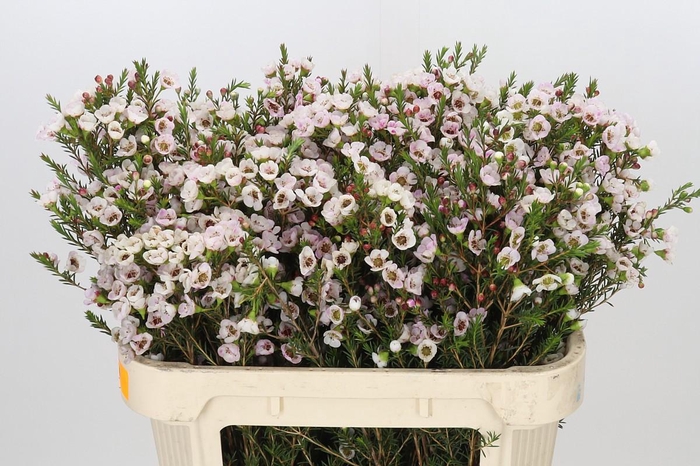 <h4>Chamelaucium Moonlight Delight</h4>