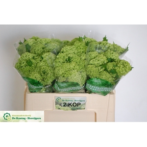 Viburnum Roseum Greenhouse 2 Kop Koning