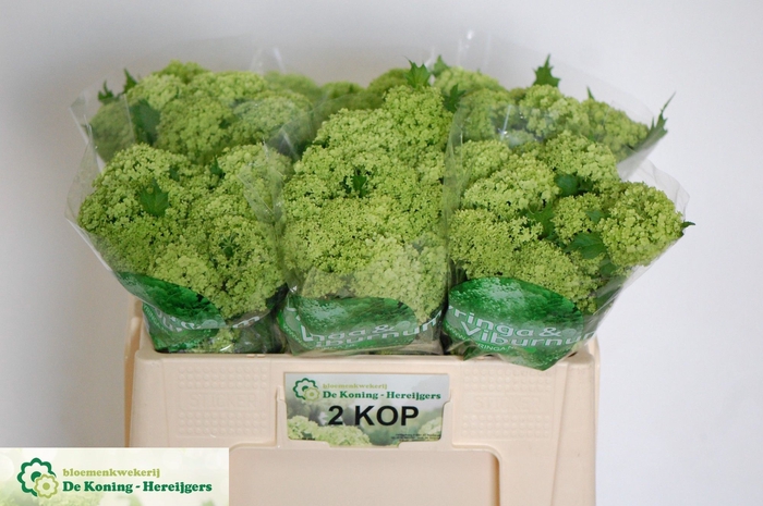 <h4>Viburnum Roseum Greenhouse 2 Kop Koning</h4>