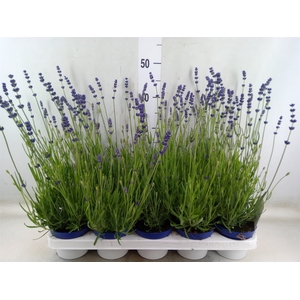 Lavandula angus. 'Hidcote'