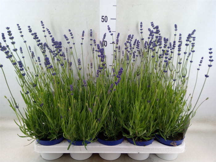 <h4>Lavandula angus. 'Hidcote'</h4>