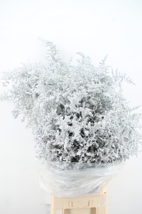 <h4>Asparagus Selvatico Snow per bunch</h4>