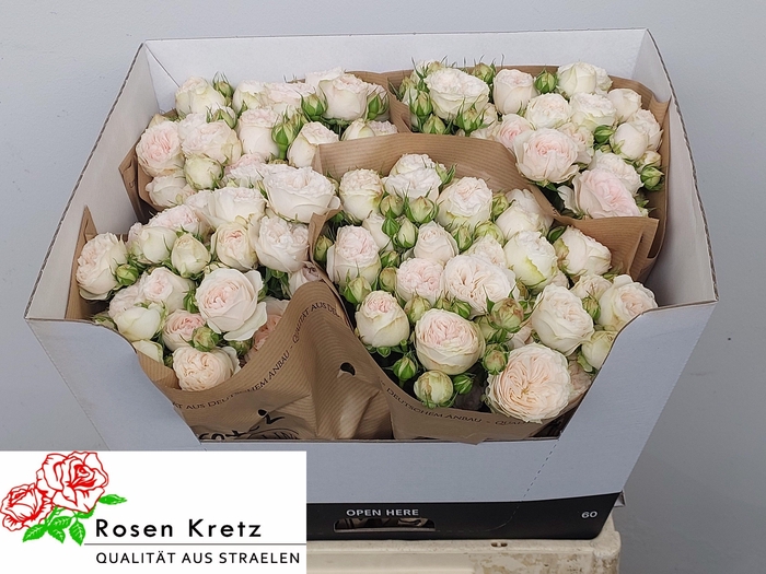 <h4>R TR ROYAL WEDDING</h4>