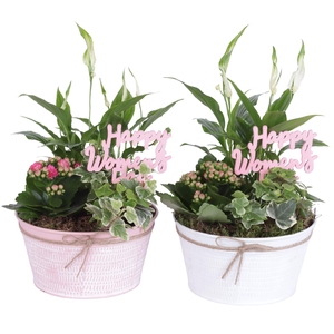 Womens Day Arr. Indoor Zinc Pot Round Pink/White Ø17cm 3PP