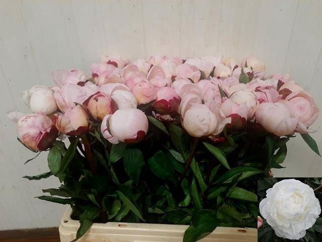 <h4>PAEONIA LACT. 'GARDENIA' 3-5</h4>
