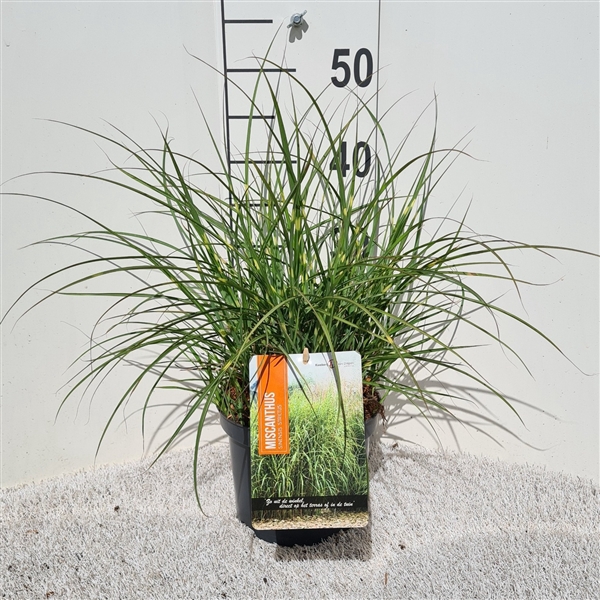 <h4>Miscanthus Strictus Dwarf P19</h4>