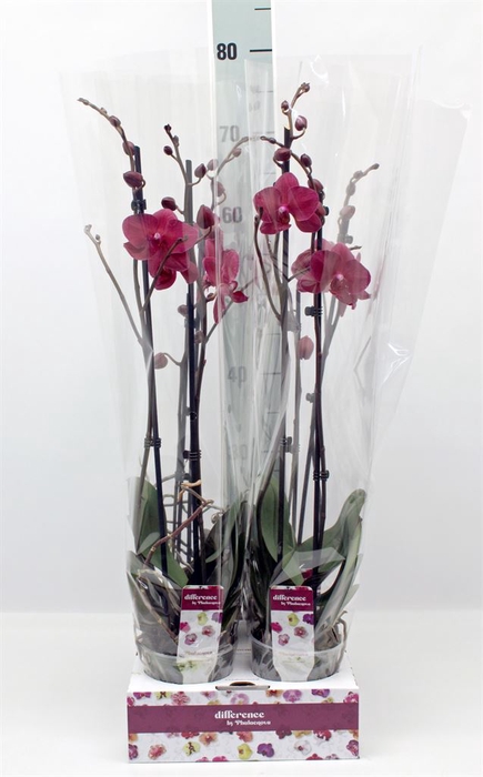 <h4>Phalaenopsis   ...</h4>