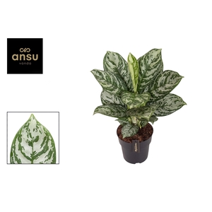 Aglaonema Jungle Silver