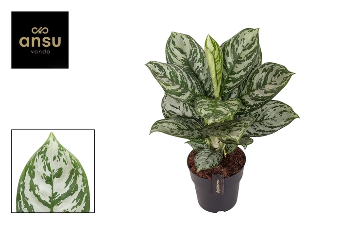 <h4>Aglaonema Jungle Silver</h4>