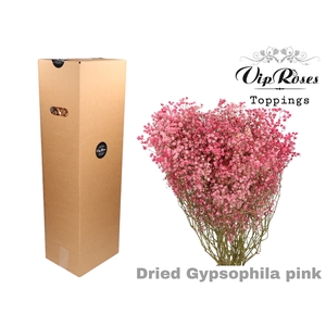 DRIED GYPS PA PINK