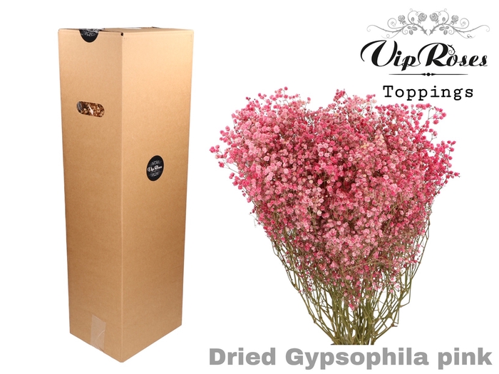 DRIED GYPS PA PINK