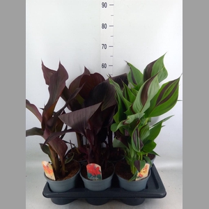 Canna  'Cannova'   ...mix