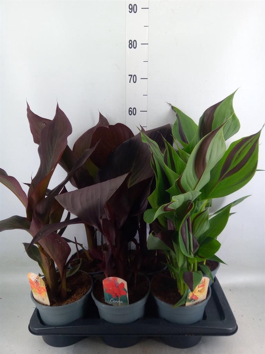 <h4>Canna  'Cannova'   ...mix</h4>