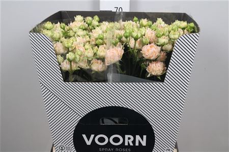 <h4>Rosa TR 'Joyful'</h4>