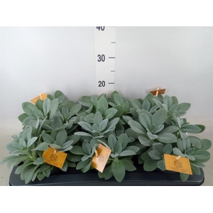 Senecio cephal. 'Mountain Fire'