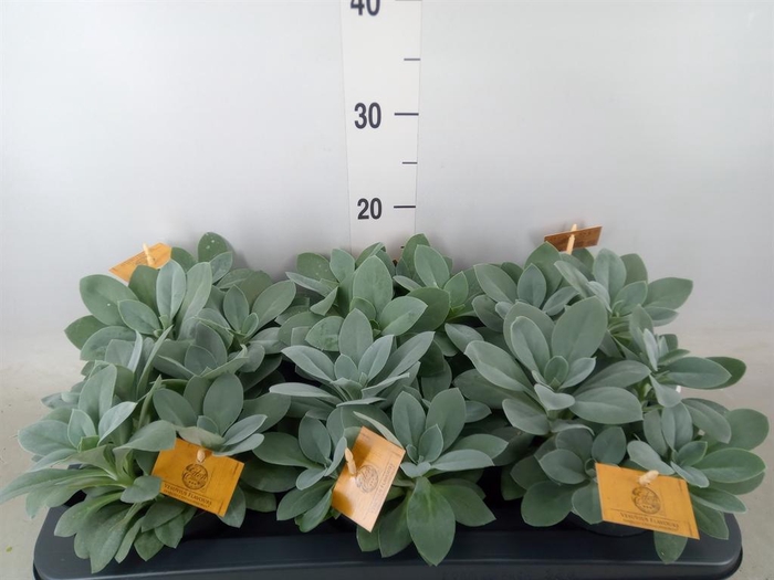 <h4>Senecio cephal. 'Mountain Fire'</h4>