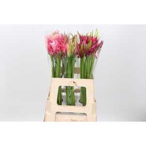 Nerine Mix