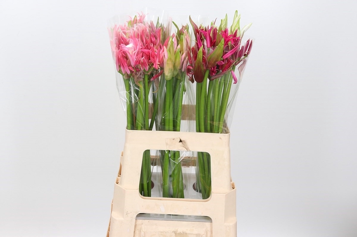 Nerine Mix