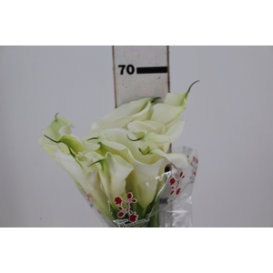 COPO DE LEITE BRANCO 070 CM
