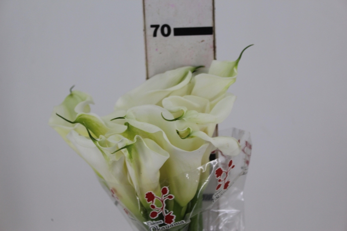 <h4>COPO DE LEITE BRANCO 070 CM</h4>