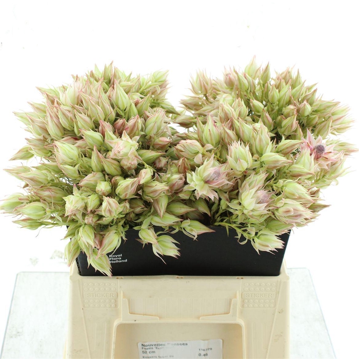 <h4>Blushing Brides Rose 6-9</h4>