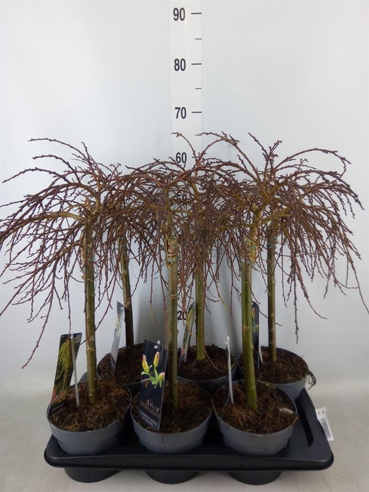 <h4>Salix arbuscula</h4>