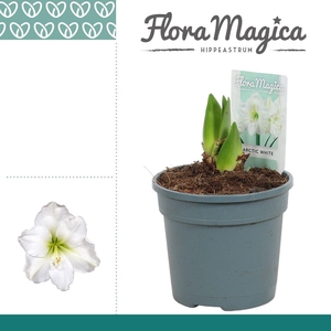Amaryllis Arctic White 2 Knop