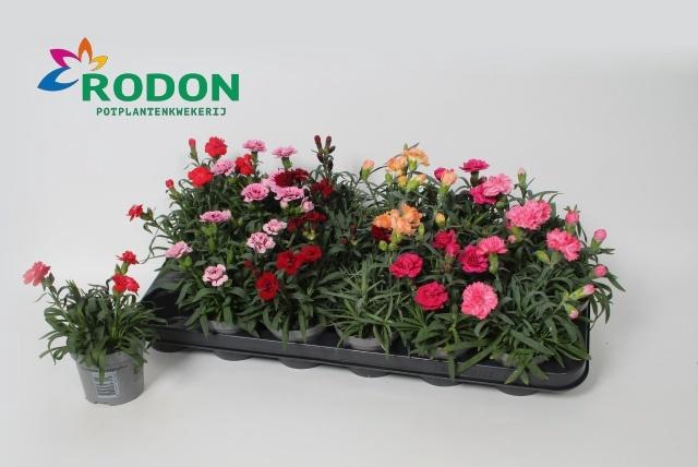 <h4>DIAN GEMENGD</h4>