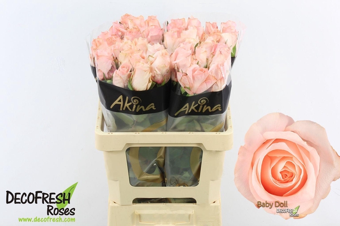 <h4>R Gr Babydoll</h4>