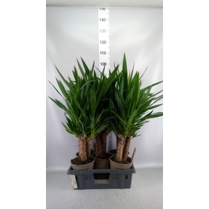 Yucca   ...