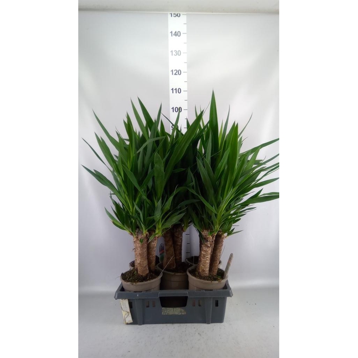 <h4>Yucca   ...</h4>
