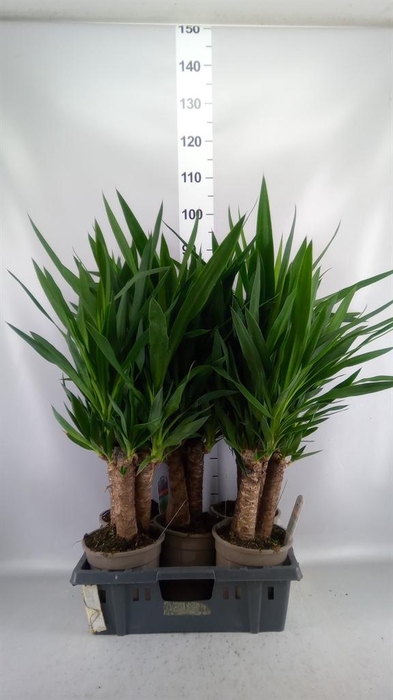 Yucca   ...