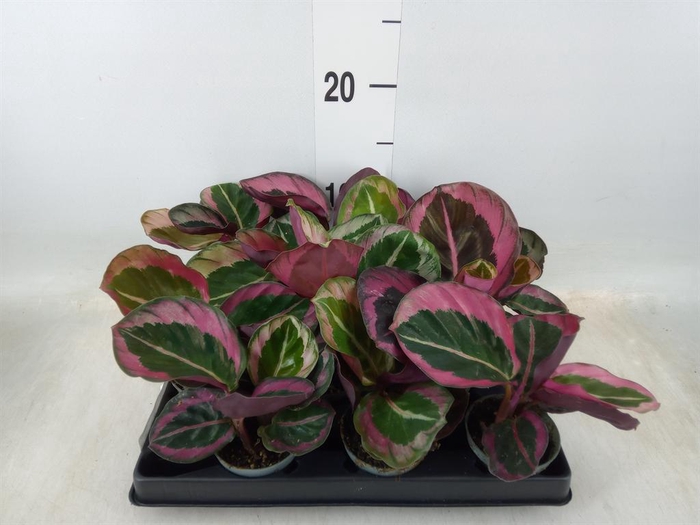 <h4>Calathea ...</h4>