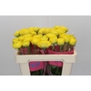 Ranunculus Romance Kitila