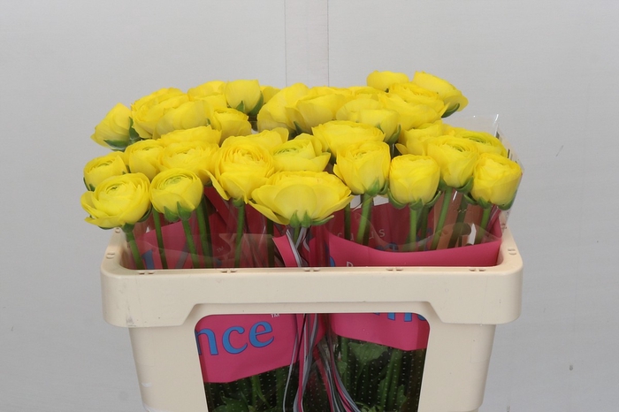 Ranunculus Romance Kitila
