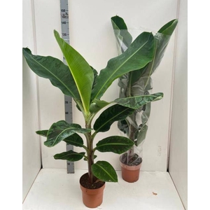 MUSA DWARF CAVENDISH