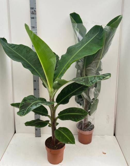 <h4>MUSA DWARF CAVENDISH</h4>
