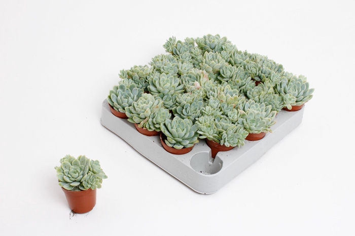 <h4>Echeveria Elegans</h4>