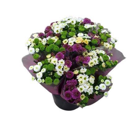 <h4>Chr San Gem In Bos</h4>