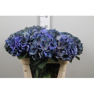 Hydr Cl Royal Crown