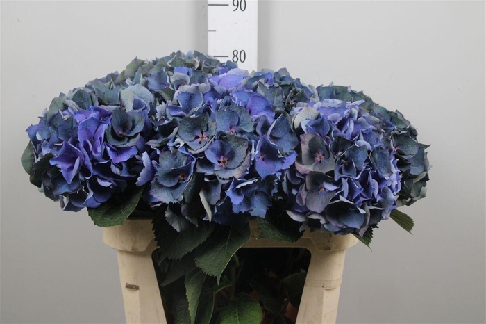 <h4>Hydr Cl Royal Crown</h4>