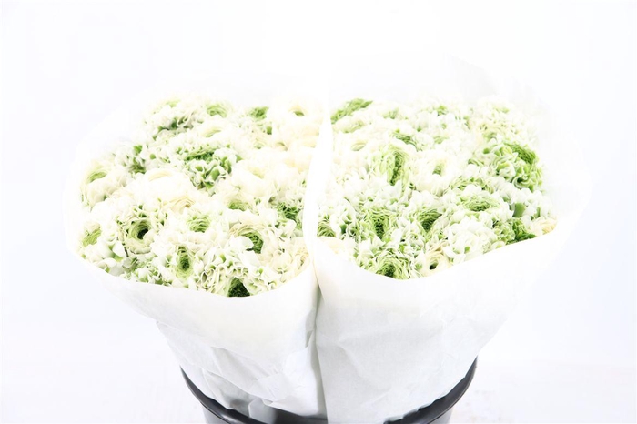 <h4>Ran Ponpon Ex Igloo</h4>