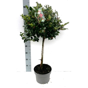 ILEX MES BLUE MAID