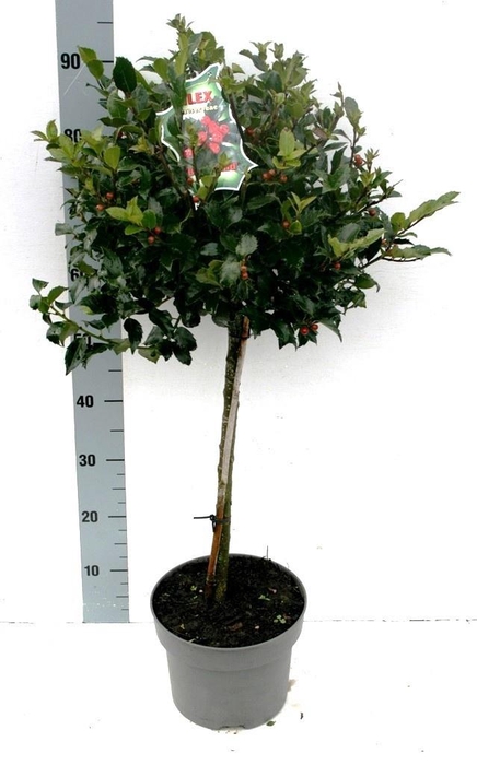 <h4>ILEX MES BLUE MAID</h4>
