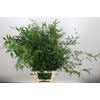 Ruscus Italia Long x5