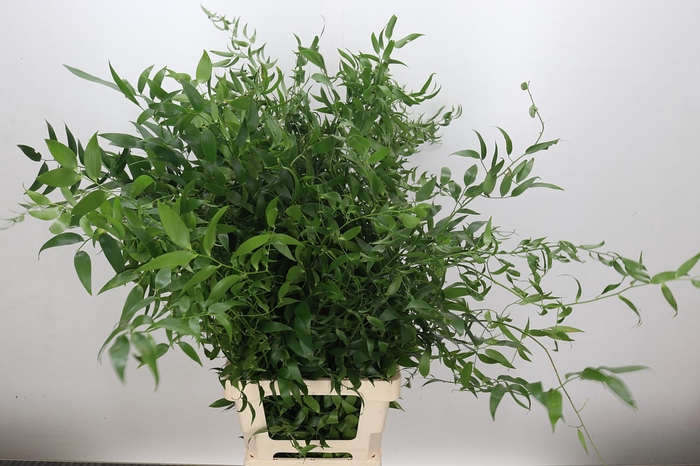 Ruscus Italia Long x5