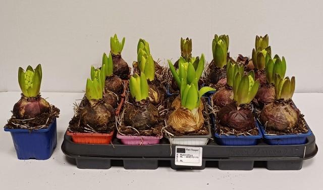 <h4>HYACIN GEM 4 KL</h4>